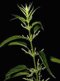Nettle, Stinging Urtica dioica