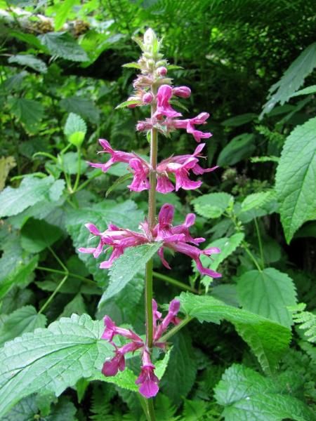 Hedge nettle, Cooley&#39;s Stachys cooleyae