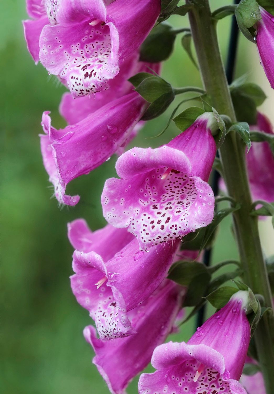 Foxglove, Purple Digitalis purpurea