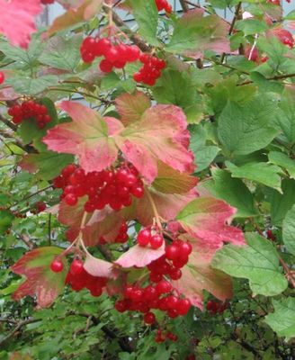 Cranberry, High-bush American Viburnum opulus var. americanum (trilobum)