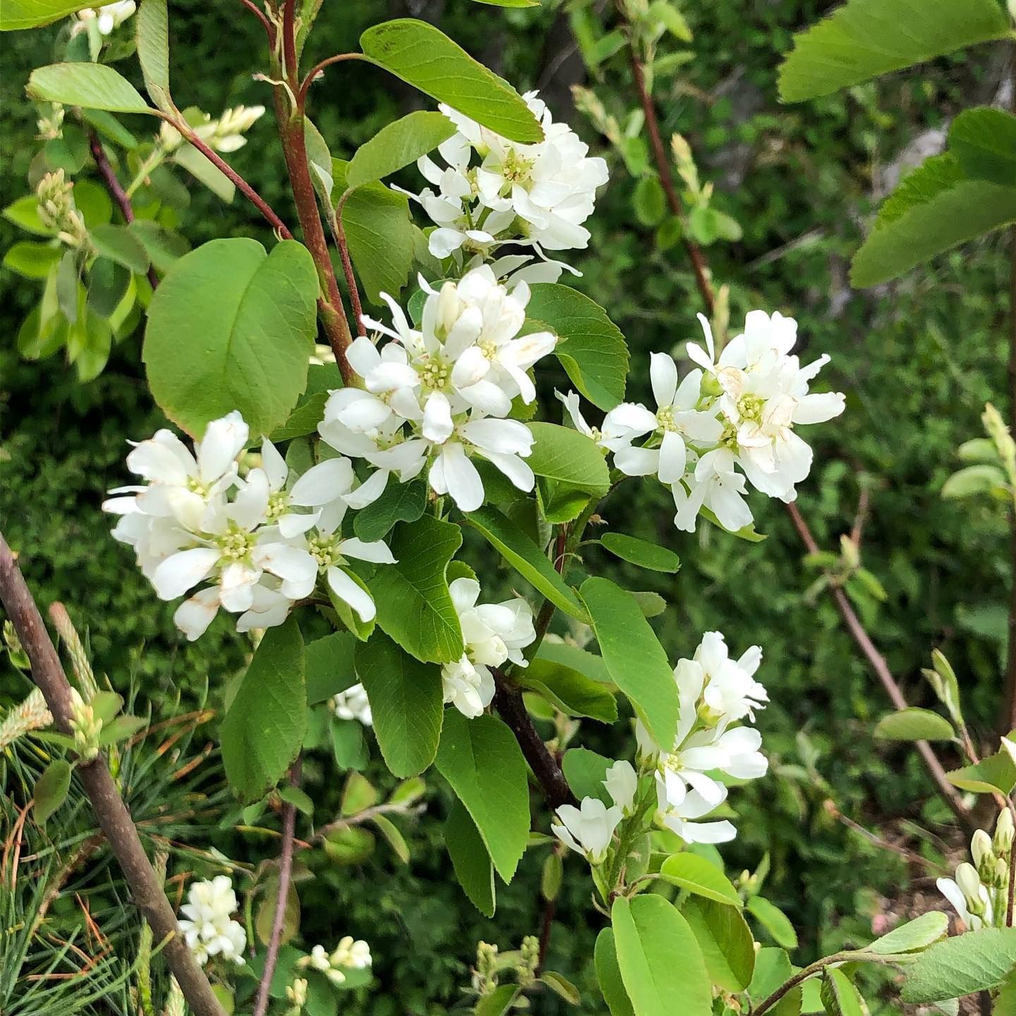 Serviceberry Amelanchier alnifolia