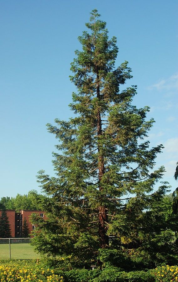 Sequoia, Redwood Sequoia sempervirens