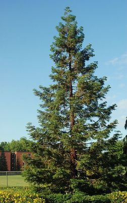 Sequoia, Redwood Sequoia sempervirens