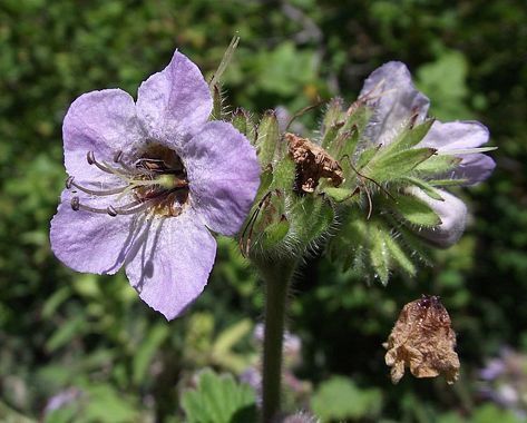 Bolander&#39;s Phacelia Phacelia bolanderi