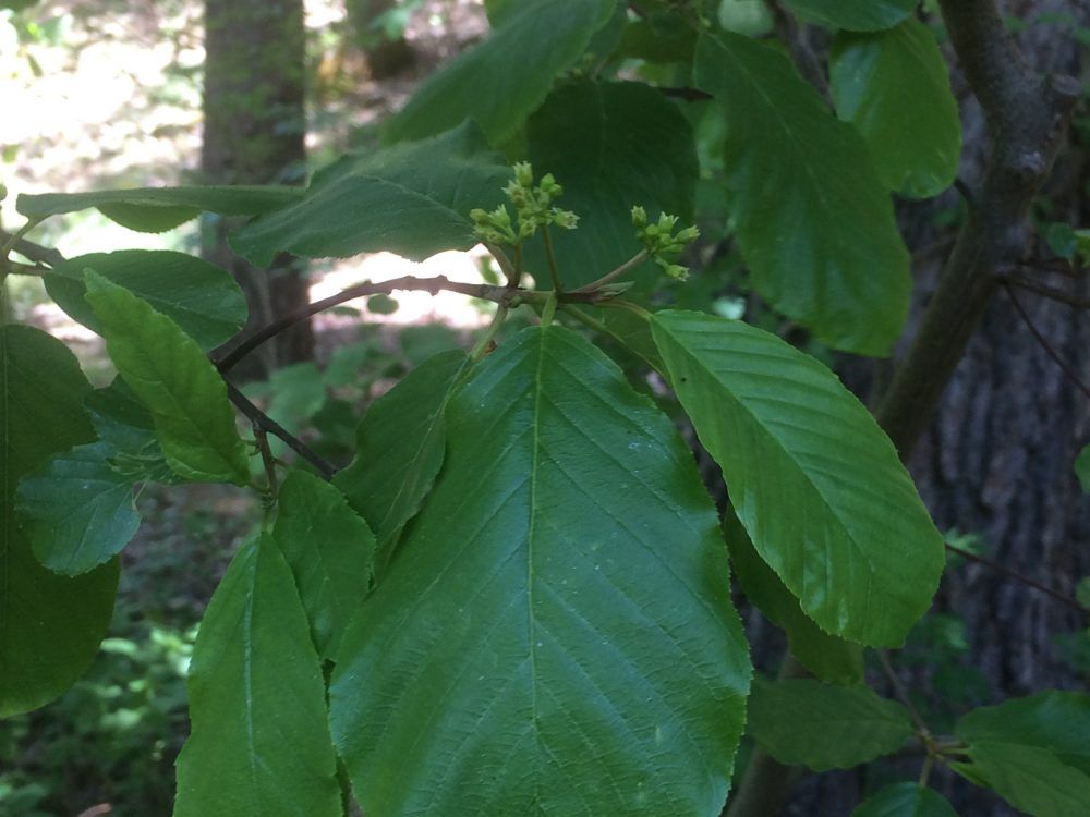 Cascara Frangula purshiana