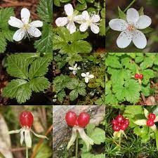 Blackberry, Strawberry-leaf  Rubus pedatus