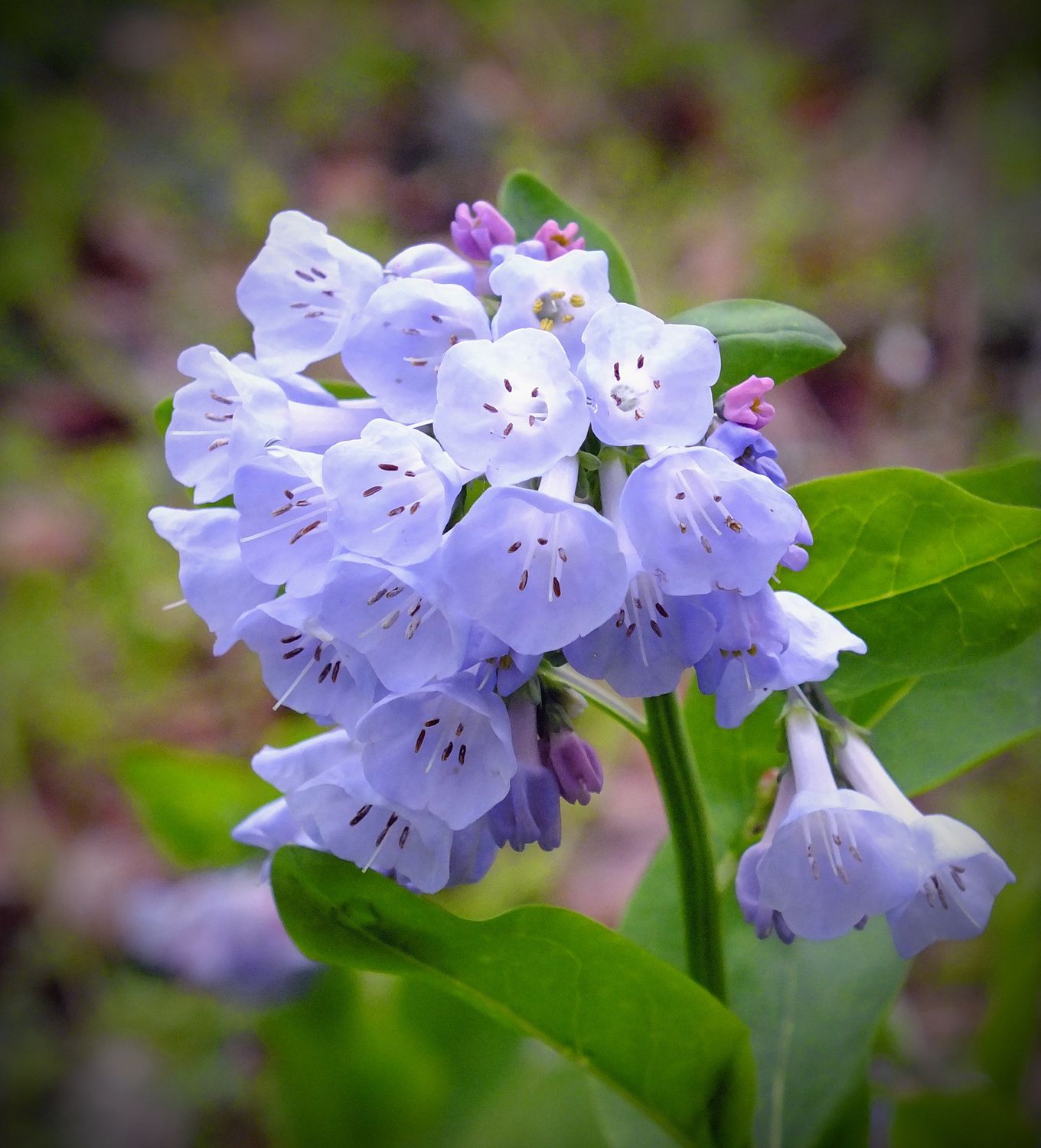 Bluebell, Broadleaf Mertensia platyphylla