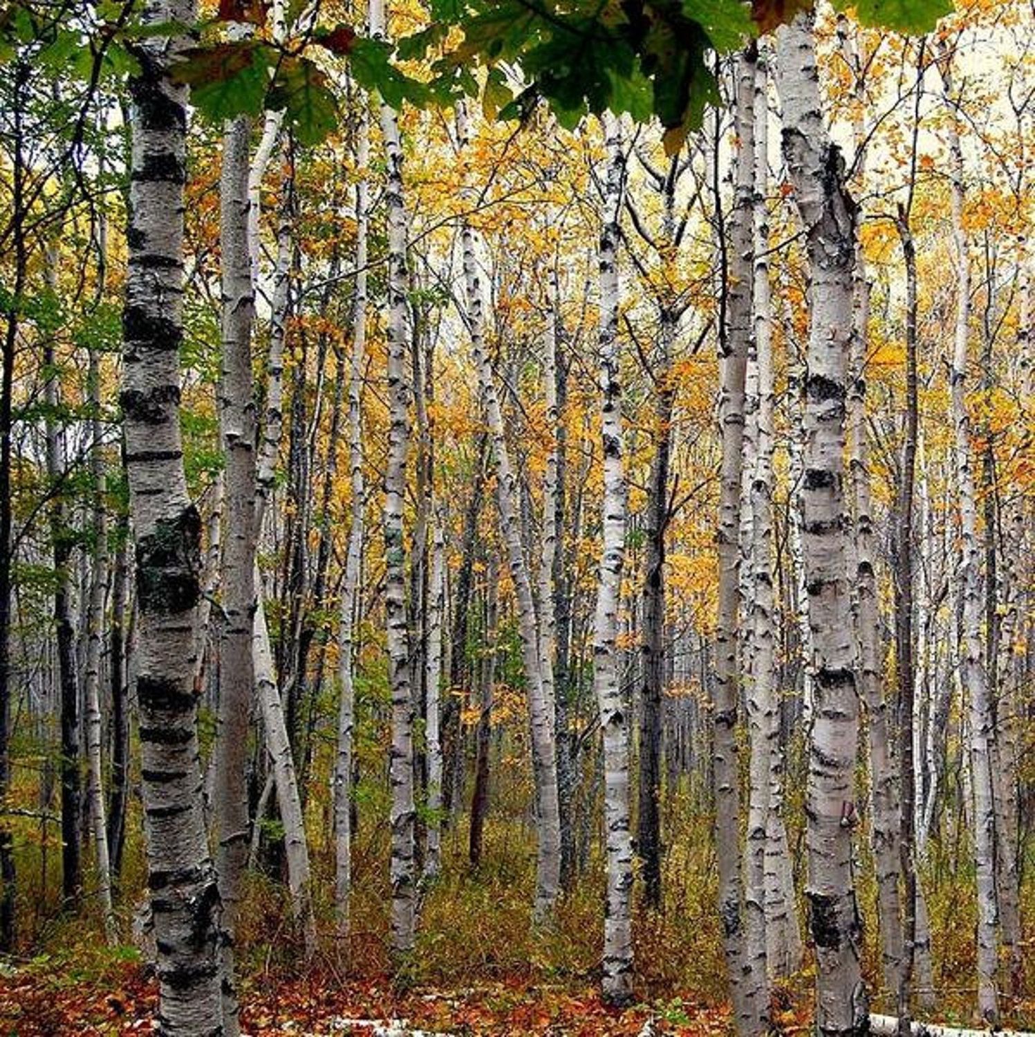 Birch, Paper Betula papyrifera