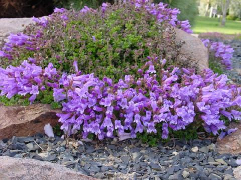 Beardtongue, Davidson&#39;s Penstemon davidsonii