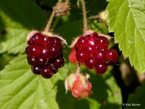 Blackberry, Pacific Trailing Rubus ursinus