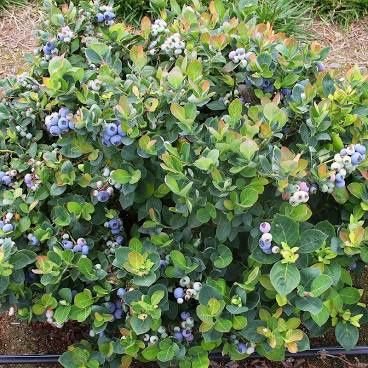 Blueberry, &#39;Legacy&#39; Vaccinium Corymbosum