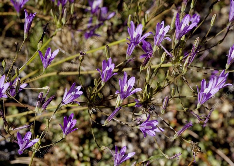Brodiaea, Crown/Harvest Brodiaea coronaria