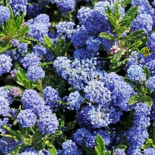 Blue Blossom Ceanothus thrysiflorus