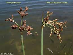 Bulrush, American Schoenoplectus acutus(Scirpus)