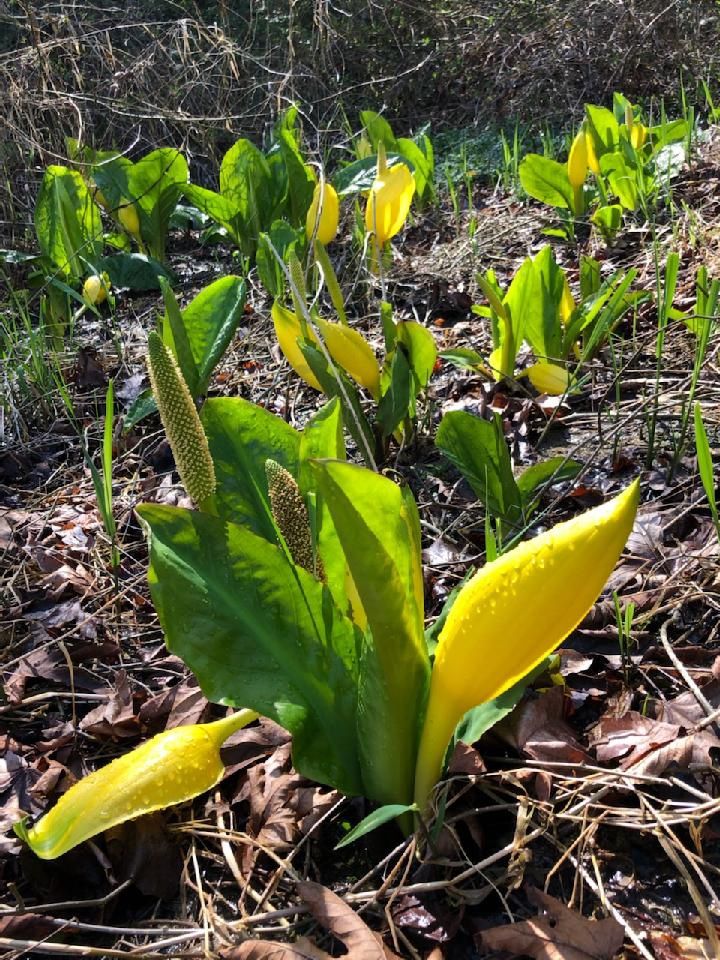 Cabbage, Skunk Lysichiton americanus