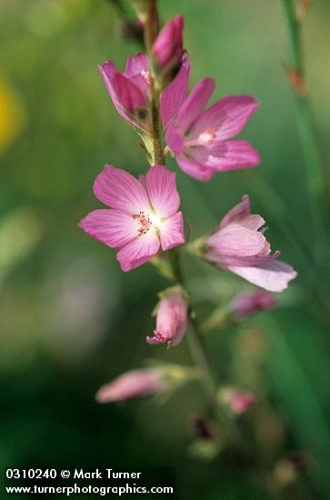 Checker-Mallow, Oregon Sidalcea oregana