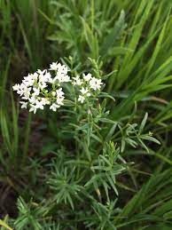 Bedstraw, Northern Galium boreale