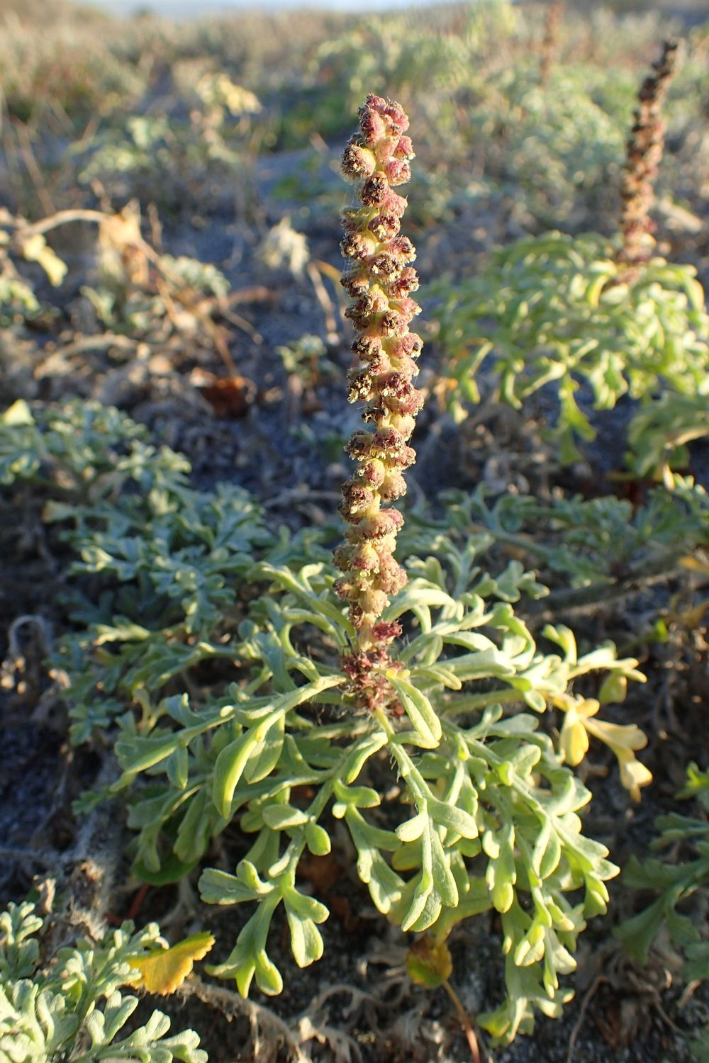 Beachweed, Silver Ambrosia chamissonis