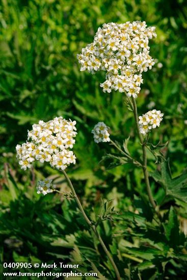 Boykinia Boykinia major
