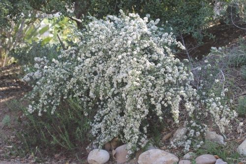 Buckbrush Ceanothus cuneatus