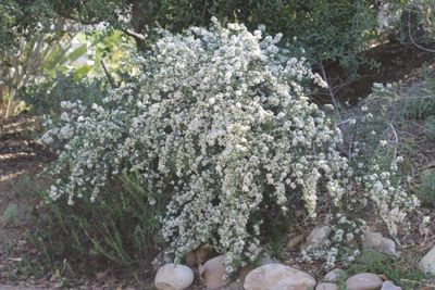 Buckbrush Ceanothus cuneatus