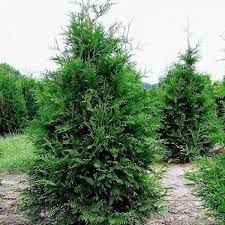 Cedar, Western Red Thuja plicata