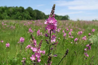Checker-mallow, Virgate Sidalcea virgata