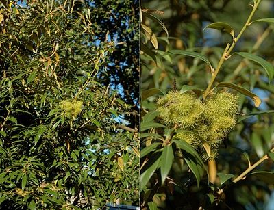 Chinquapin, Giant Chrysolepis chrysophylla