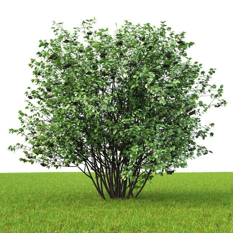 Chokecherry Aronia melanocarpa