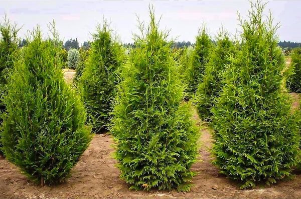 Cedar, Excelsa Western Red Thuja plicata &#39;Excelsa&#39;