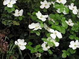 Dogwood, Pacific Cornus nuttallii