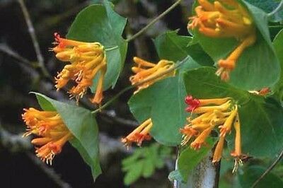 Honeysuckle, Orange Lonicera ciliosa