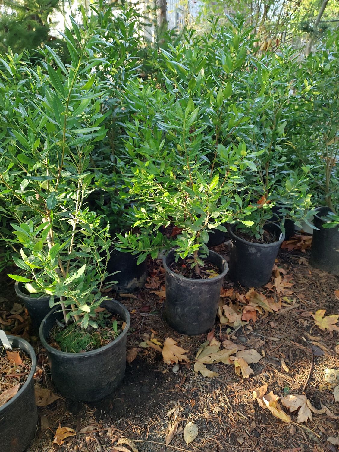 Wax-Myrtle, Pacific Morella californica