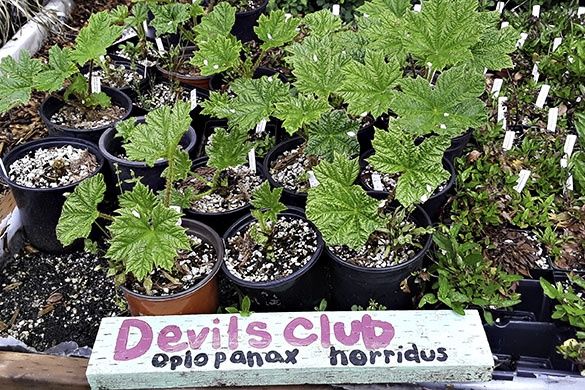 Devil&#39;s Club Oplopanax horridus