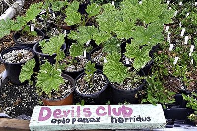 Devil&#39;s Club Oplopanax horridus