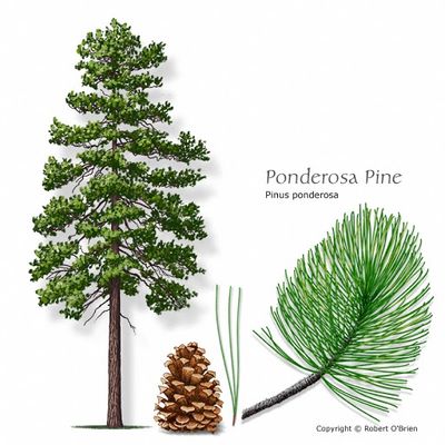 Pine, ponderosa Pinus ponderosa
