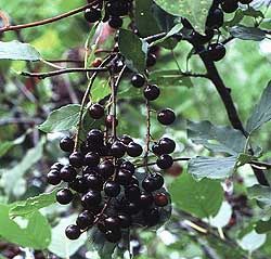 Chokecherry, Common Prunus virginiana