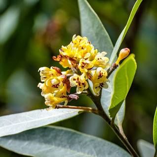 Laurel, Bay Umbellularia californica