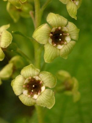 Currant, Stink Ribes bracteosum