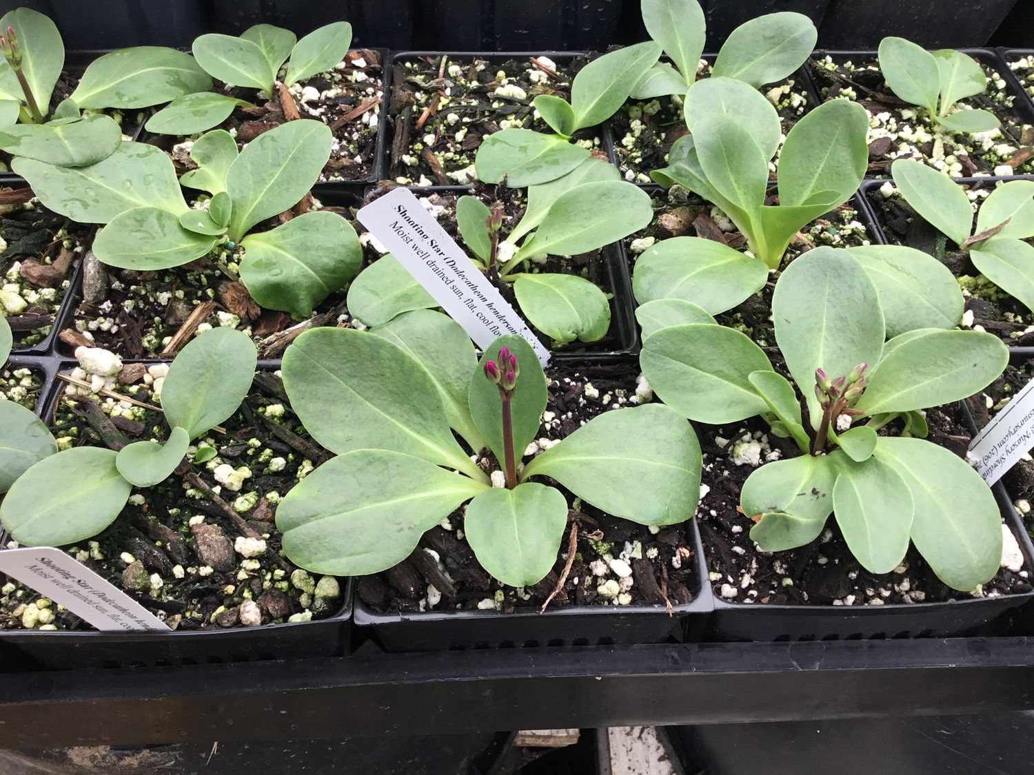 Shooting Star, Broad-leaved Dodecatheon hendersonii