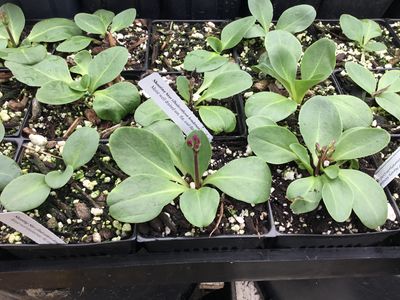 Shooting Star, Broad-leaved Dodecatheon hendersonii