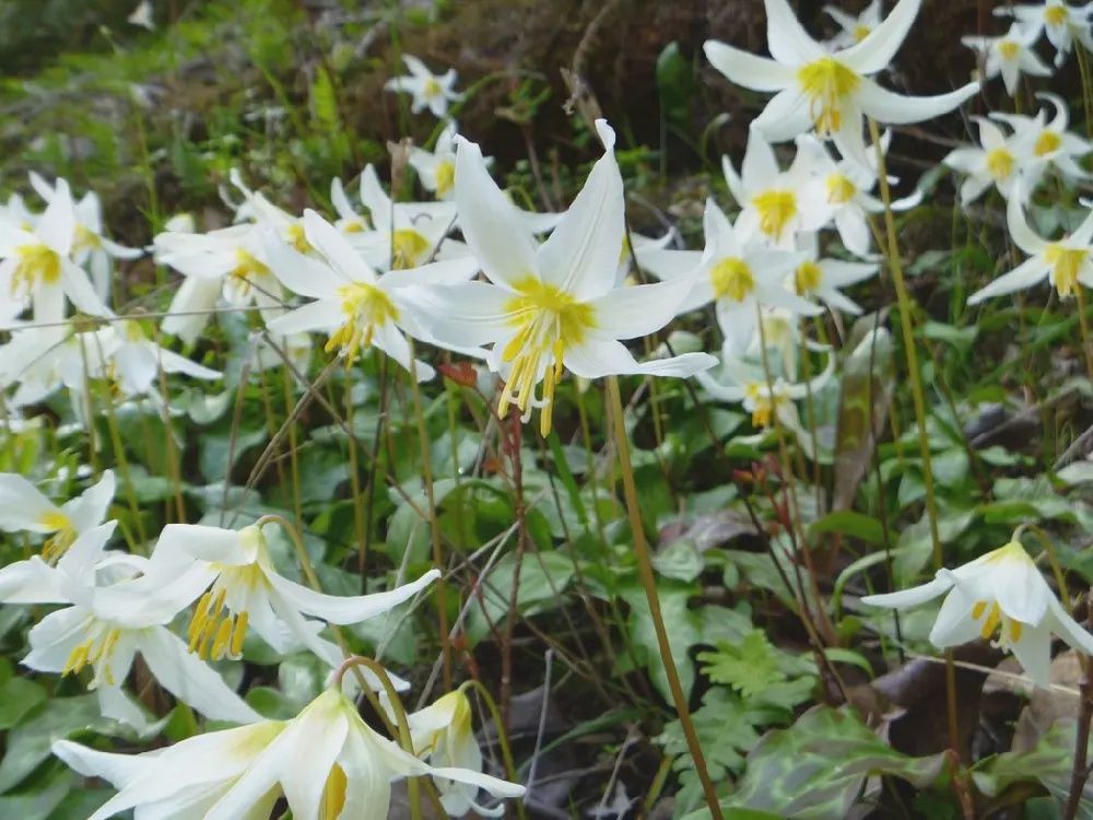 Lily, Great White Fawn Lily Erythronium oreganum