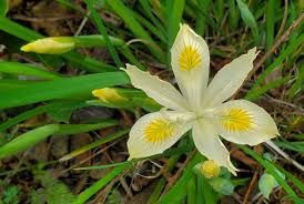 Iris, Pacific Coast yellow iris chrysophylla