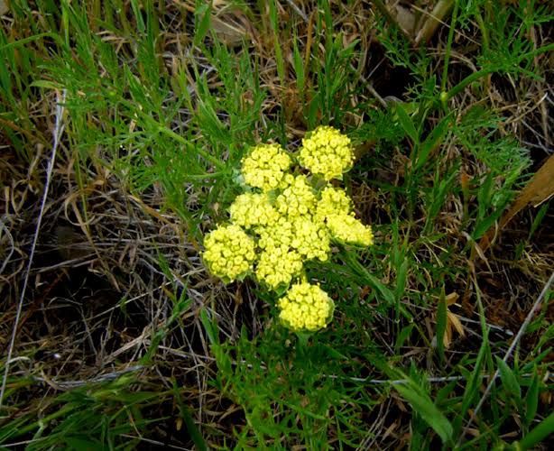 Biscuitroot Biscuitroot, Spring Gold Lomatium utriculatum