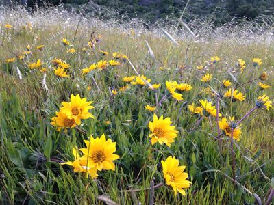 Mule Ears, Narrow Leaf  Wyethia angustifolia
