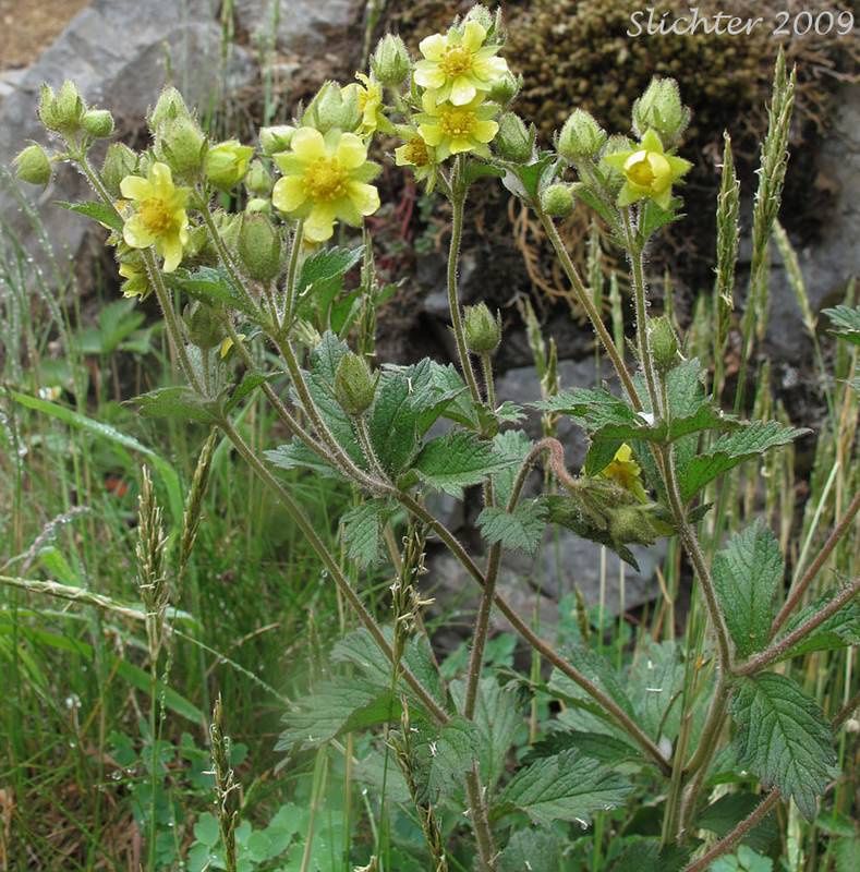 Cinquefoil, sticky Drymocallis (Potentilla) glandulosa