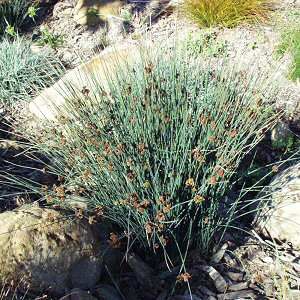 Rush, Elk Blue Spreading Juncus patens &#39;Elk Blue&#39;
