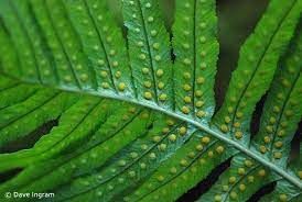 Fern, Licorice Polypodium glycyrrhiza
