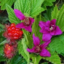 Salmonberry Rubus spectabilis