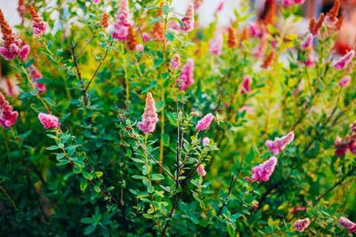 Hardhack Spiraea douglasii var. douglasii